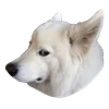 Емодзі White Dog Emoji 😑