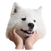 White Dog Emoji emoji 😊