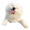 Емодзі White Dog Emoji 👅