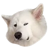 Емодзі White Dog Emoji 🫤