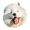 Емодзі White Dog Emoji 😅