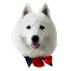 Емодзі White Dog Emoji 🤓