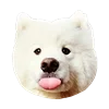 White Dog Emoji emoji 😛