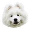 Емодзі White Dog Emoji 🙂