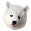 Емодзі White Dog Emoji 😛