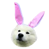 Емодзі White Dog Emoji 🐰