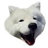 Емодзі White Dog Emoji 🥱