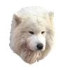 Емодзі White Dog Emoji 🫥