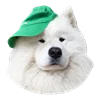 Емодзі White Dog Emoji 🧢