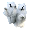 Емодзі White Dog Emoji 👩‍❤️‍👨