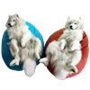 Емодзі White Dog Emoji 👫