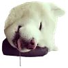 Емодзі White Dog Emoji 😴