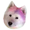 Емодзі White Dog Emoji 🐶