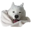 White Dog Emoji emoji 😴