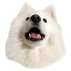 White Dog Emoji emoji 😶