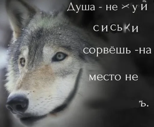 Telegram Sticker «Волчьи цитаты» 🐺