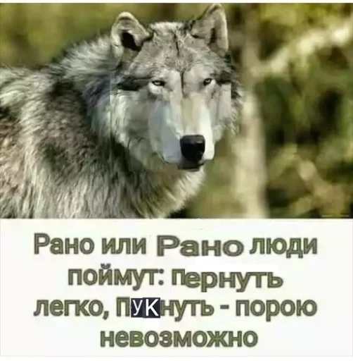 Telegram stiker «Волчьи цитаты» 🐺