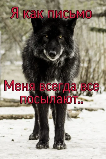 Стикер Telegram «Волчьи цитаты» 🐺