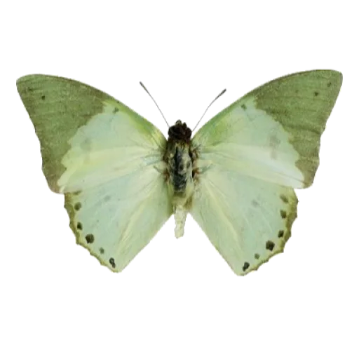 Telegram Sticker «green & white aesthetic // by pine.appleee__» 🦋