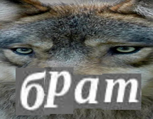 Telegram stickers Волк за брата