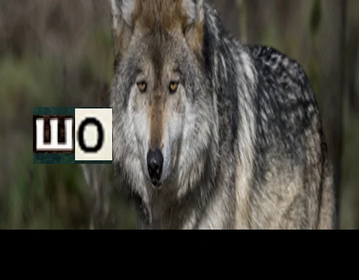 Telegram stiker «Волк за брата» 🧐
