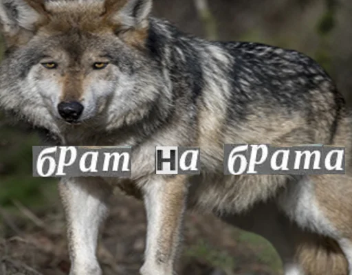 Telegram stiker «Волк за брата» 🙁