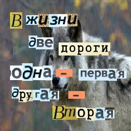 Telegram stiker «Волк за брата» ✌️