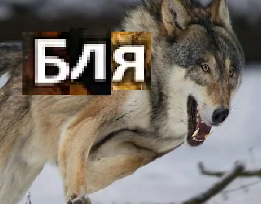 Стікер Telegram «Волк за брата» 😠