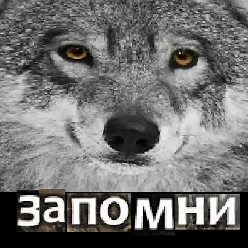 Telegram stiker «Волк за брата» 😤