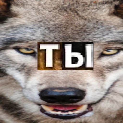 Telegram stiker «Волк за брата» 🫵