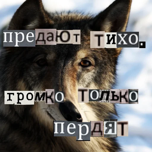 Telegram Sticker «Волк за брата» 😕