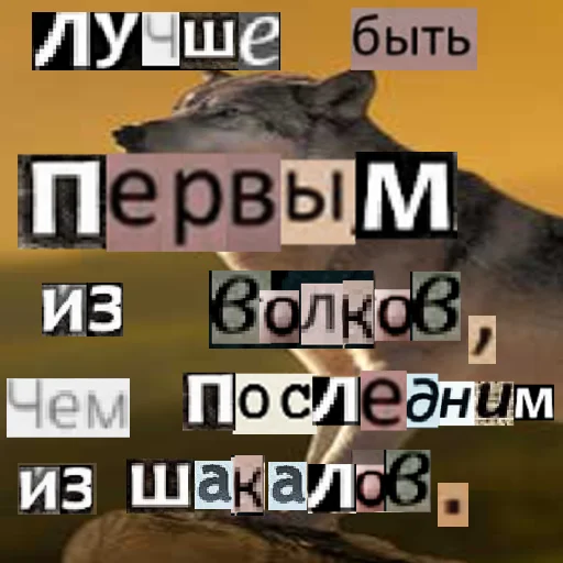Telegram Sticker «Волк за брата» 😒