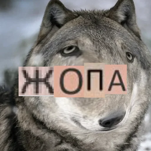 Telegram Sticker «Волк за брата» 🍑