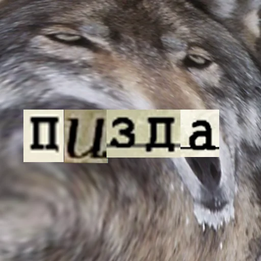 Telegram Sticker «Волк за брата» 💅