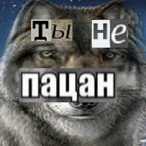 Telegram Sticker «Волк за брата» 👩