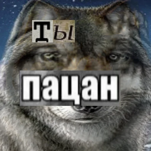 Telegram stiker «Волк за брата» 👦