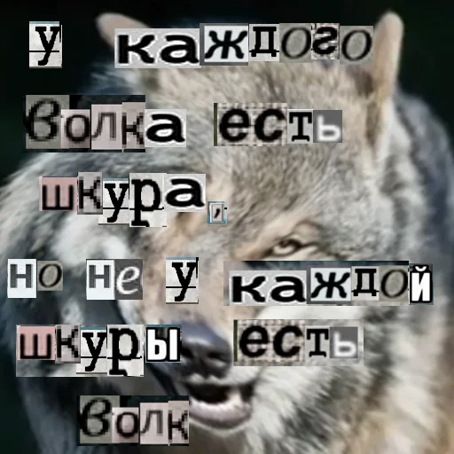 Telegram stiker «Волк за брата» 🧕