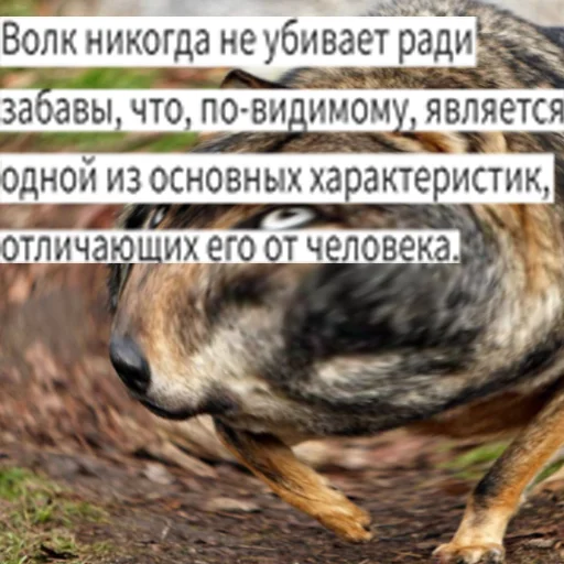 Telegram Sticker «Волк за брата» 🫡