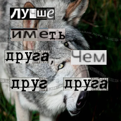Telegram stiker «Волк за брата» 👥