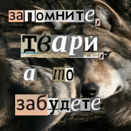 Стикер Telegram «Волк за брата» 🧠