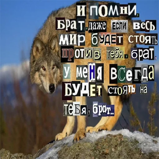 Telegram stiker «Волк за брата» 👥