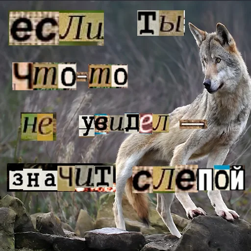 Telegram stiker «Волк за брата» 👁
