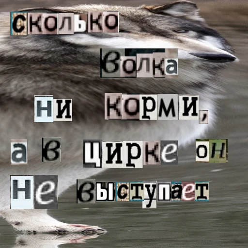 Telegram stiker «Волк за брата» 😠