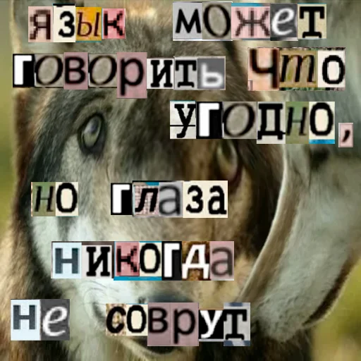 Telegram stiker «Волк за брата» 👀