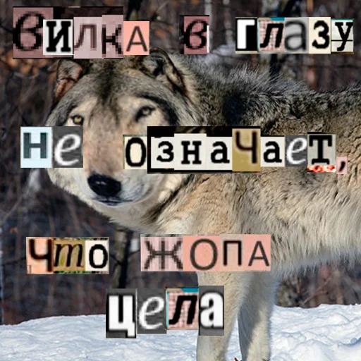 Telegram stiker «Волк за брата» 👁