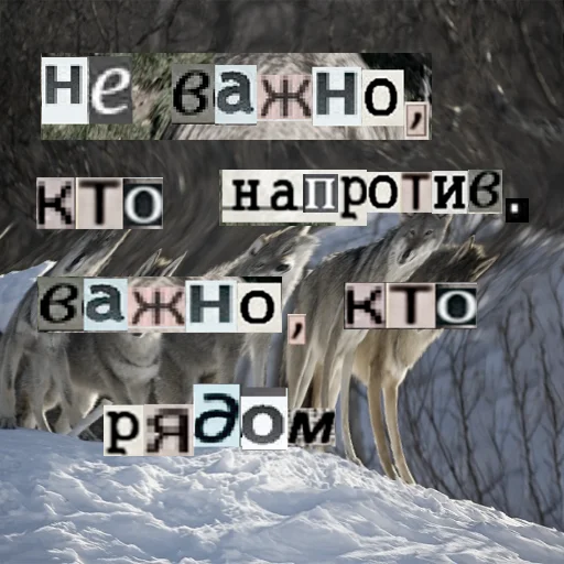 Telegram stiker «Волк за брата» 👨‍👩‍👧‍👦