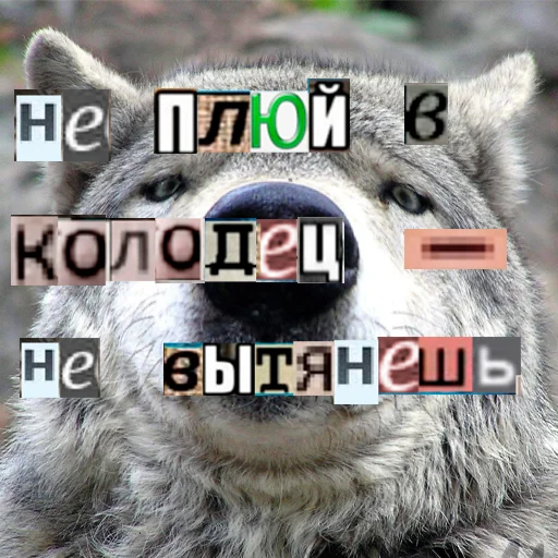 Telegram Sticker «Волк за брата» 🪣