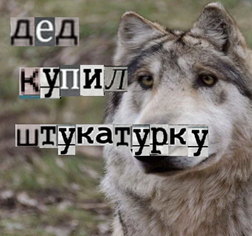 Telegram stiker «Волк за брата» 👨‍🦳