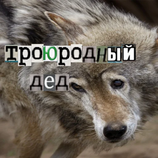 Стікер Telegram «Волк за брата» 👨‍🦳