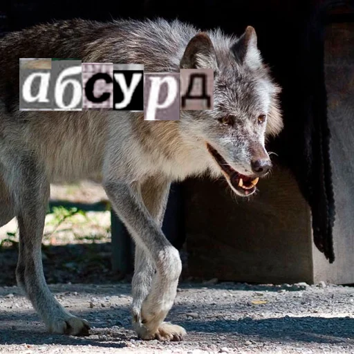 Telegram stiker «Волк за брата» 🤯
